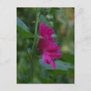 Carte postale de Rose de Sharon rose