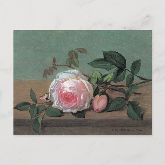 Carte postale de rose rose d'art floral fin (Devant)