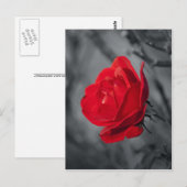 Carte postale de rose rouge (Devant / Derrière)