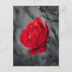 Carte postale de rose rouge