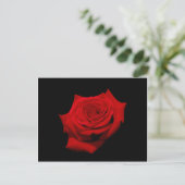 Carte postale de rose rouge sur fond noir (Debout devant)