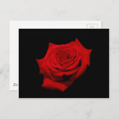 Carte postale de rose rouge sur fond noir (Devant / Derrière)