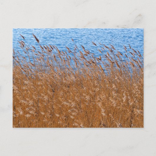 Carte postale de roseaux (Devant)