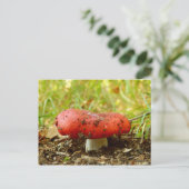 Carte postale de Russula Emetica (Debout devant)