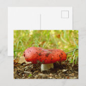 Carte postale de Russula Emetica (Devant / Derrière)