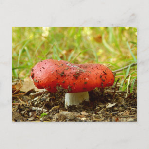 Carte postale de Russula Emetica
