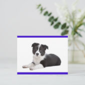 Carte postale de salutation avec chiot Border Coll (Debout devant)