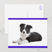 Carte postale de salutation avec chiot Border Coll (Devant / Derrière)
