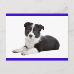 Carte postale de salutation avec chiot Border Coll