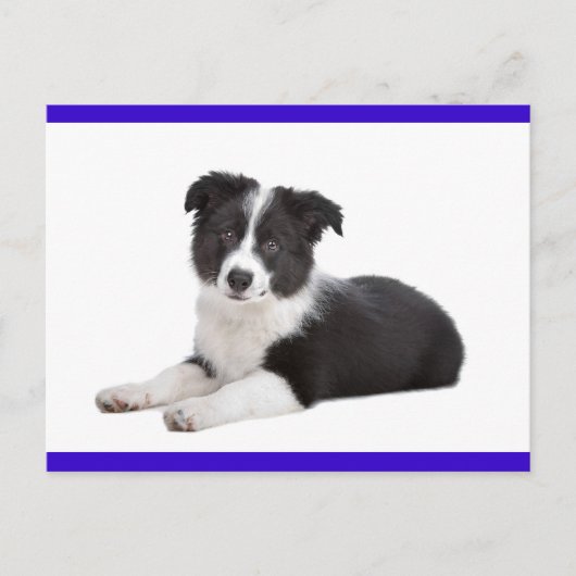Carte postale de salutation avec chiot Border Coll (Devant)