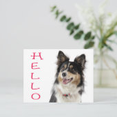 Carte postale de salutation Chien chiot Border Col (Debout devant)