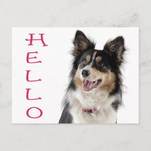 Carte postale de salutation Chien chiot Border Col
