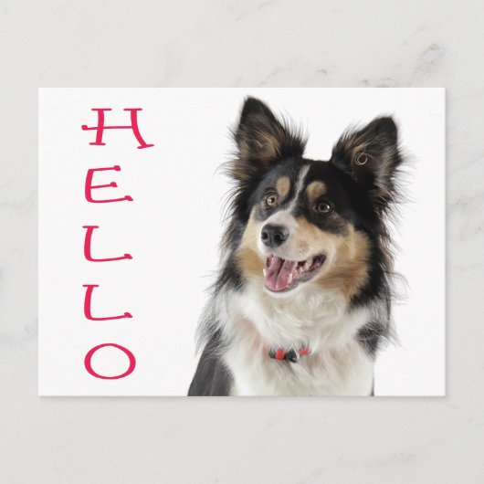 Carte postale de salutation Chien chiot Border Col (Devant)
