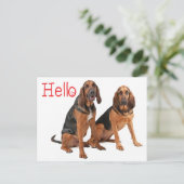 Carte postale de salutation Chien de Saint-Hubert (Debout devant)