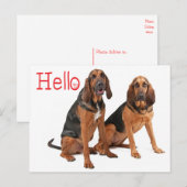 Carte postale de salutation Chien de Saint-Hubert (Devant / Derrière)