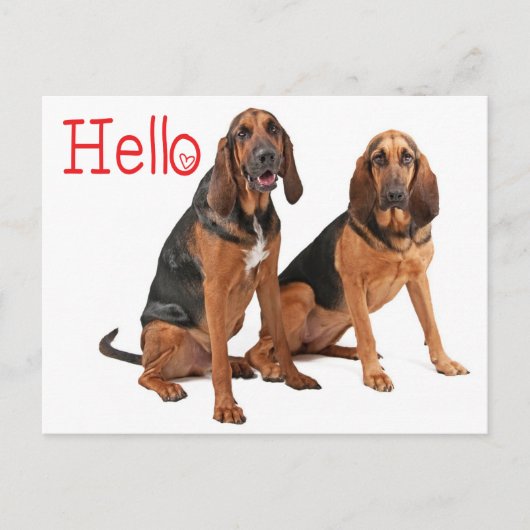 Carte postale de salutation Chien de Saint-Hubert (Devant)
