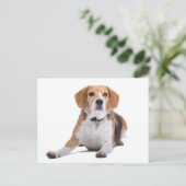 Carte postale de salutation de chiot Beagle (Debout devant)