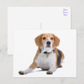 Carte postale de salutation de chiot Beagle (Devant / Derrière)