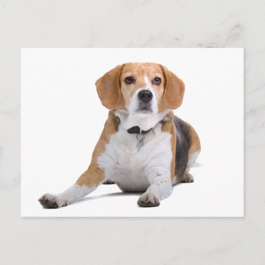 Carte postale de salutation de chiot Beagle (Devant)