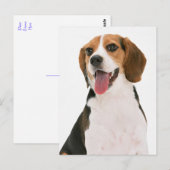 Carte postale de salutation de chiot Beagle (Devant / Derrière)
