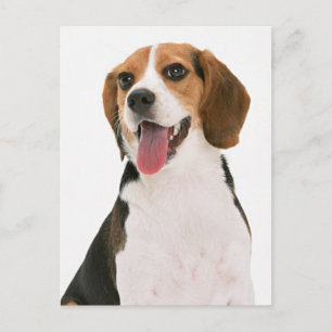 Carte postale de salutation de chiot Beagle