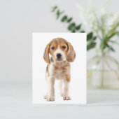 Carte postale de salutation de chiot Beagle (Debout devant)