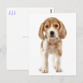 Carte postale de salutation de chiot Beagle (Devant / Derrière)