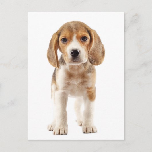 Carte postale de salutation de chiot Beagle (Devant)