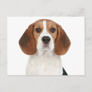 Carte postale de salutation de chiot Beagle