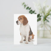 Carte postale de salutation de chiot Beagle (Debout devant)