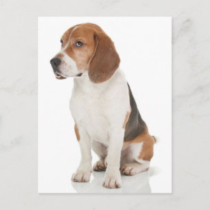 Carte postale de salutation de chiot Beagle