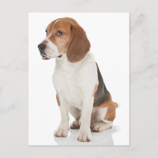 Carte postale de salutation de chiot Beagle (Devant)