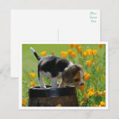 Carte postale de salutation de chiot Beagle (Devant / Derrière)