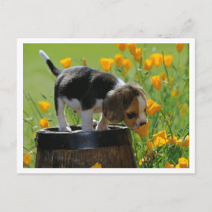 Carte postale de salutation de chiot Beagle