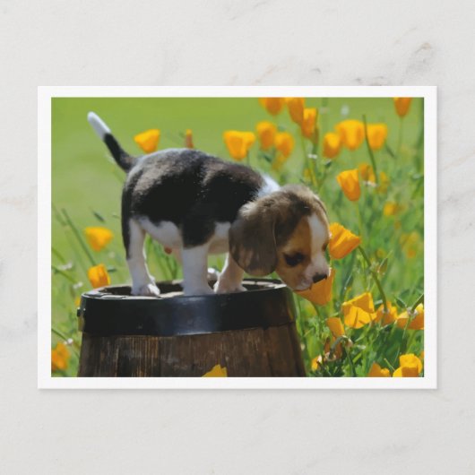 Carte postale de salutation de chiot Beagle (Devant)