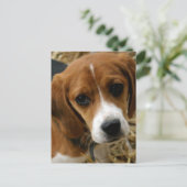 Carte postale de salutation de chiot Beagle (Debout devant)