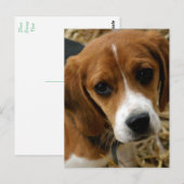 Carte postale de salutation de chiot Beagle (Devant / Derrière)