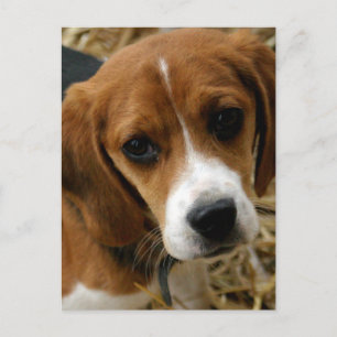 Carte postale de salutation de chiot Beagle