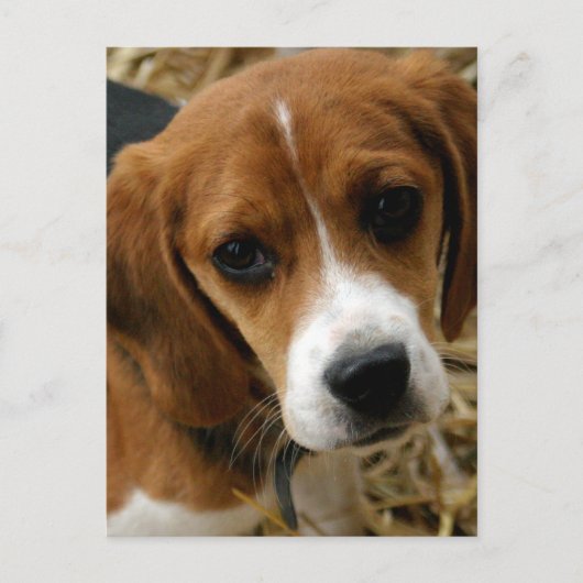 Carte postale de salutation de chiot Beagle (Devant)