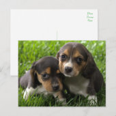 Carte postale de salutation de chiot Beagle (Devant / Derrière)