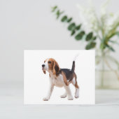 Carte postale de salutation de chiot Beagle (Debout devant)