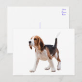 Carte postale de salutation de chiot Beagle (Devant / Derrière)