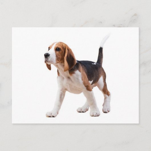 Carte postale de salutation de chiot Beagle (Devant)