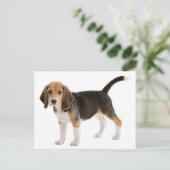 Carte postale de salutation de chiot Beagle (Debout devant)