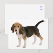 Carte postale de salutation de chiot Beagle (Devant / Derrière)