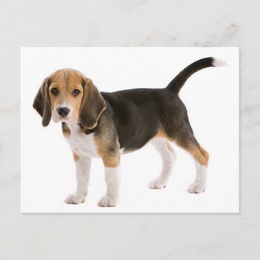 Carte postale de salutation de chiot Beagle (Devant)