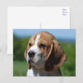 Carte postale de salutation de chiot Beagle (Devant / Derrière)