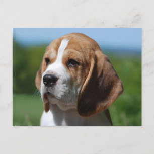 Carte postale de salutation de chiot Beagle