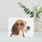 Carte postale de salutation de chiot Beagle (Debout devant)