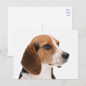 Carte postale de salutation de chiot Beagle (Devant / Derrière)